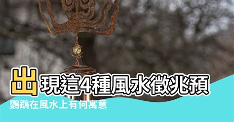 鸚鵡 預兆|出現這4種風水徵兆 預示家有喜事 (圖) 預兆 